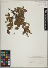 Foto von Salix herbacea L. x Salix lapponum L.